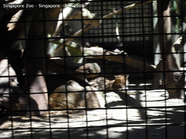 20090423 Singapore Zoo  22 of 31 